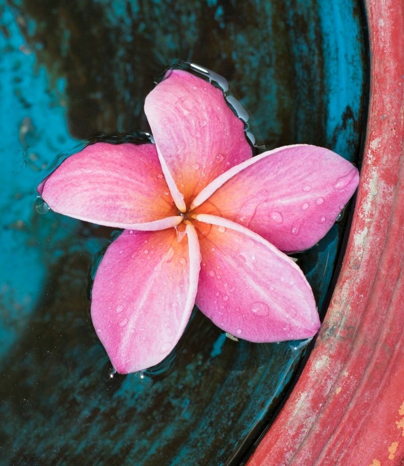 タイとハワイの花